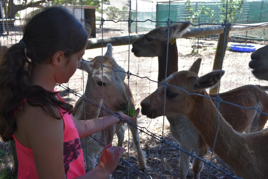 Morella Farmstay Cape Jervis Zewnętrze zdjęcie